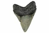 Serrated, Fossil Megalodon Tooth - North Carolina #274013-1